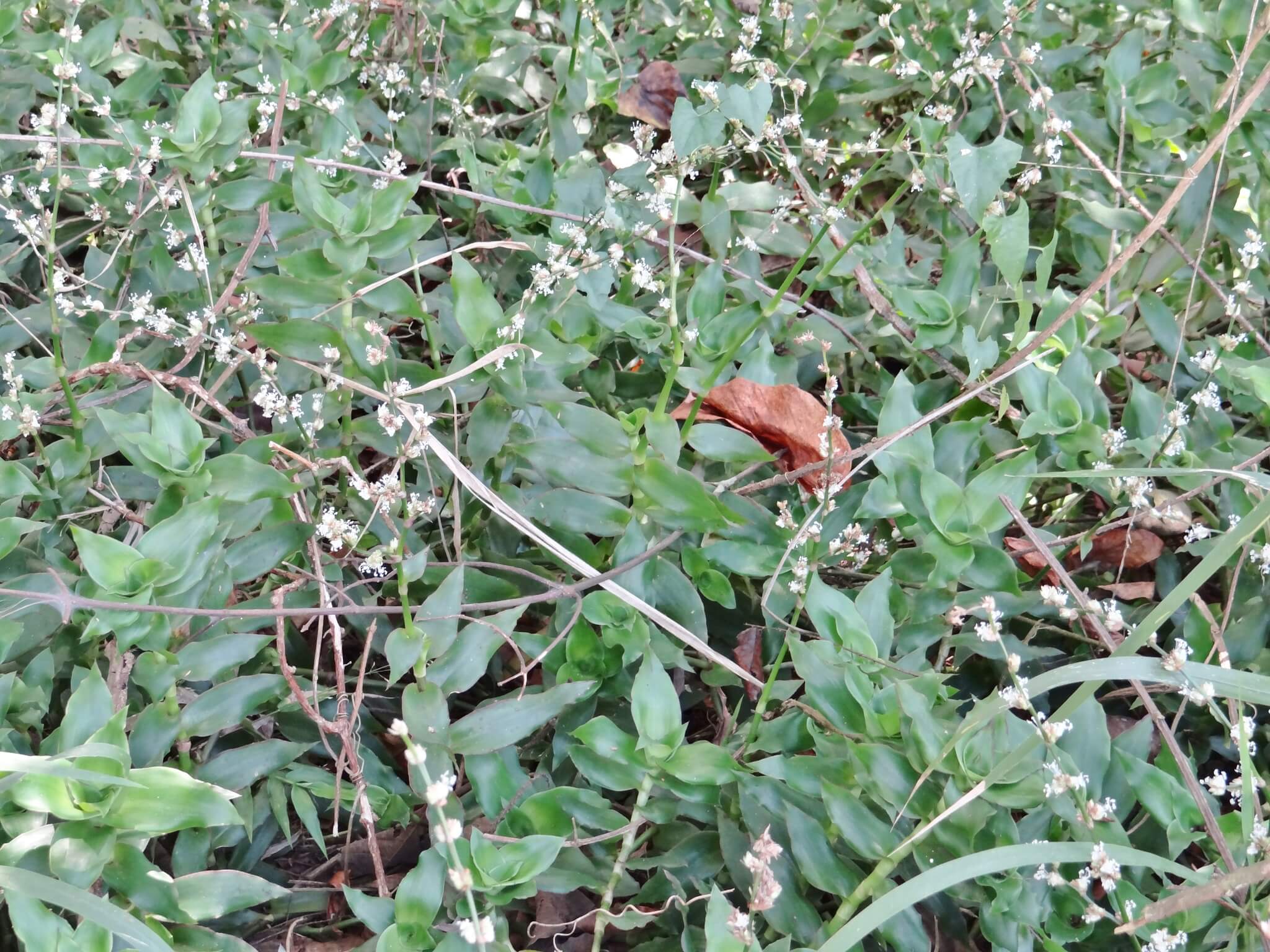 Callisia fragrans